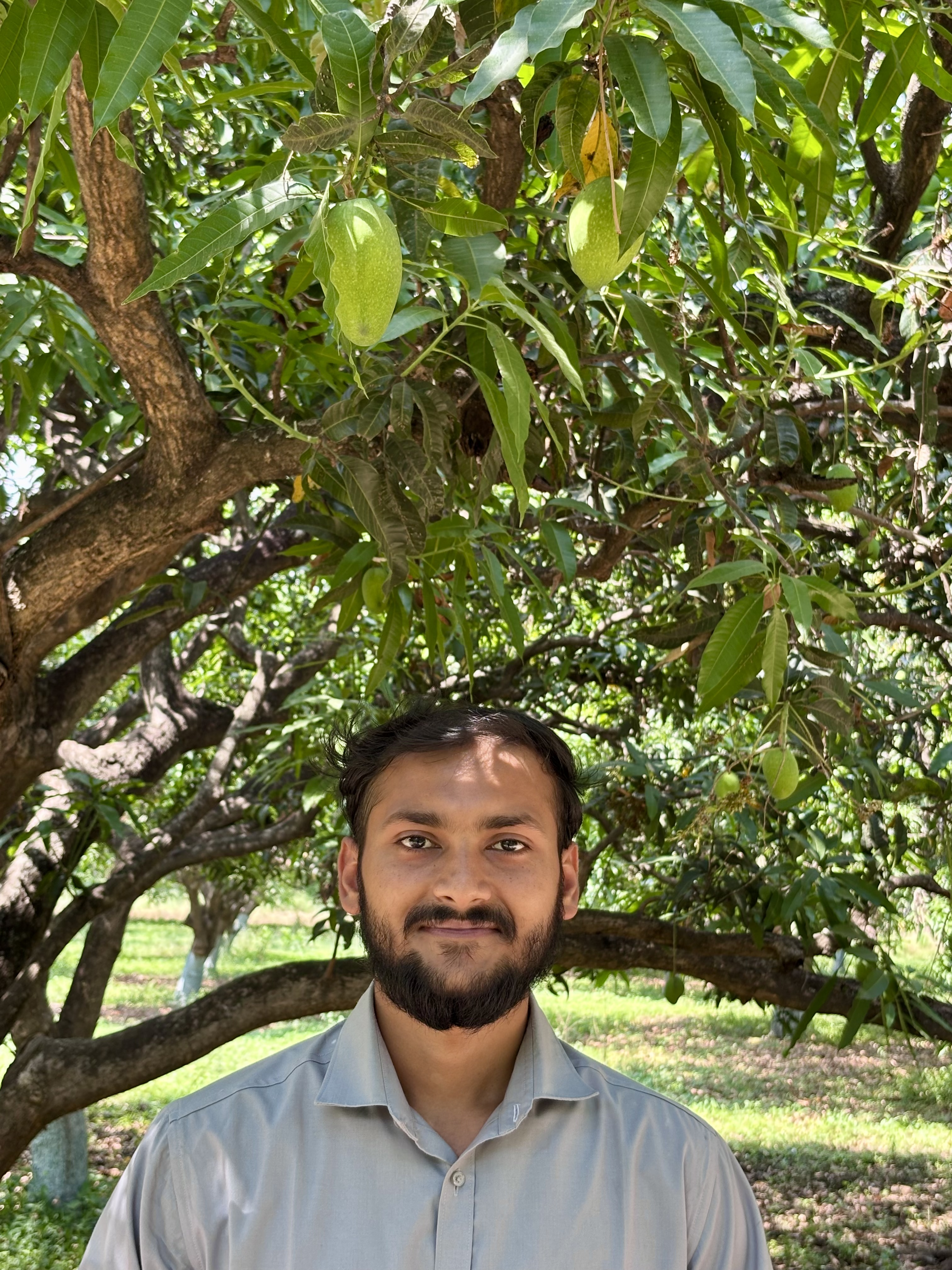 Prince Gupta at Sundarja mango orchards, Govindgarh